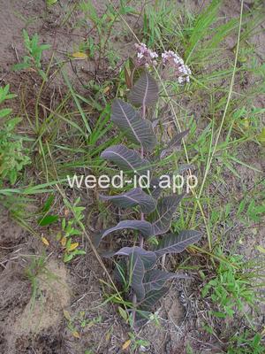 Asclepias humistrata
