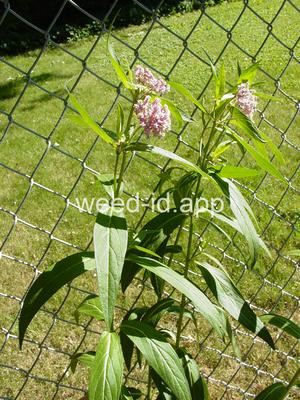 milkweed, swamp
