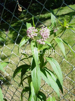 milkweed, swamp