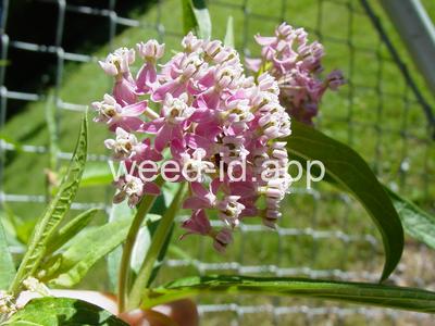 milkweed, swamp