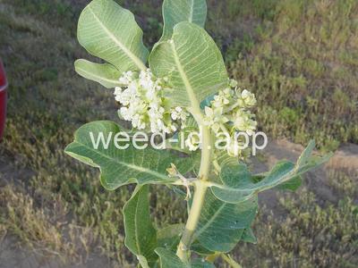 milkweed, broadleaf