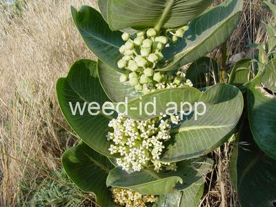 milkweed, broadleaf