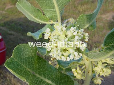 milkweed, broadleaf