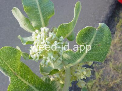 milkweed, broadleaf