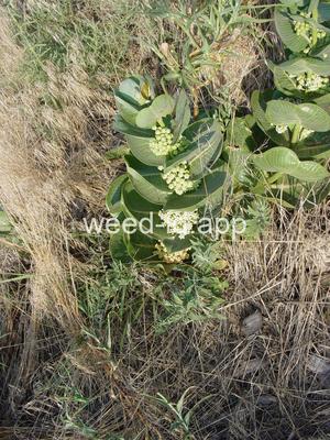 milkweed, broadleaf