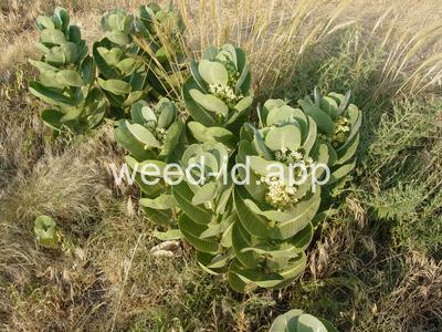 milkweed, broadleaf