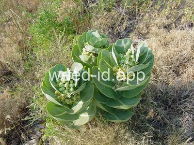milkweed, broadleaf