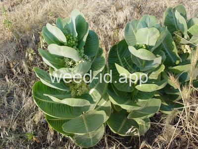 milkweed, broadleaf