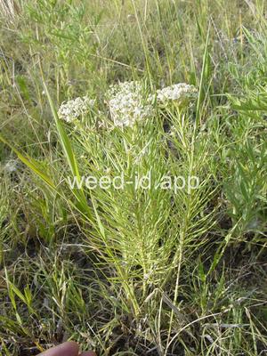 milkweed, low