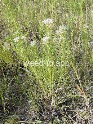 milkweed, low