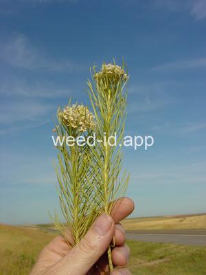 milkweed, low