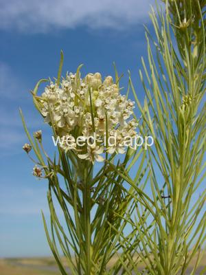 milkweed, low