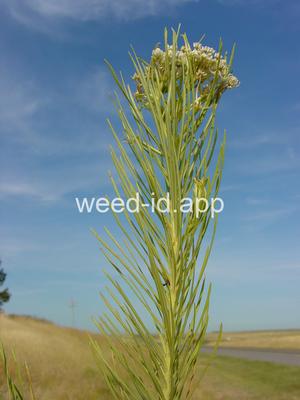 milkweed, low