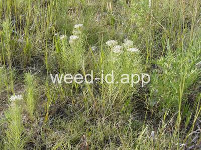 milkweed, low