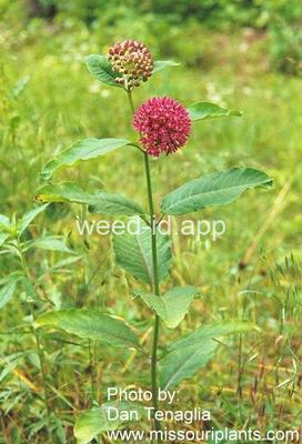 milkweed, purple