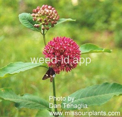 milkweed, purple