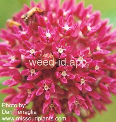 milkweed, purple