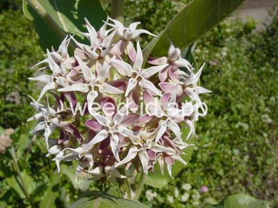 milkweed, showy
