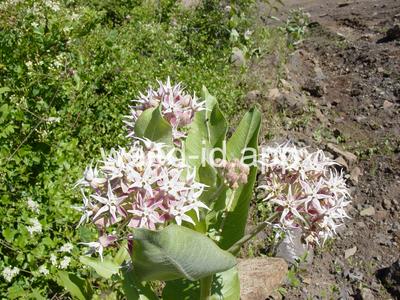 milkweed, showy