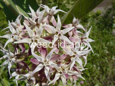 milkweed, showy