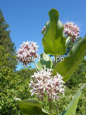 milkweed, showy