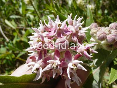 milkweed, showy