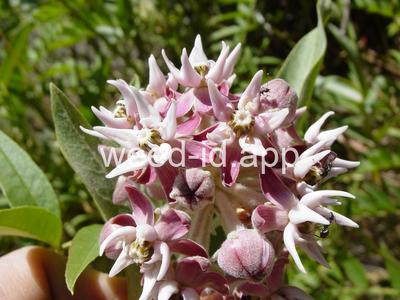 milkweed, showy