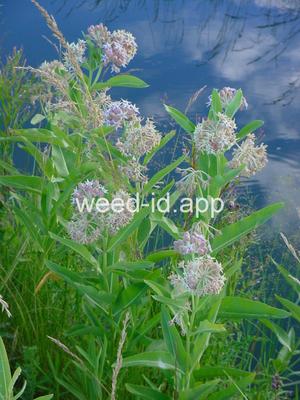 milkweed, showy