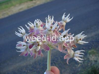 milkweed, showy