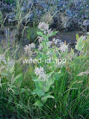 milkweed, showy