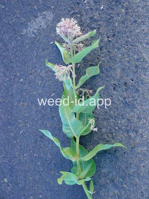 milkweed, showy