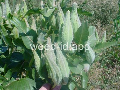 milkweed, showy