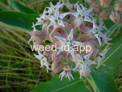 milkweed, showy