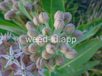 milkweed, showy