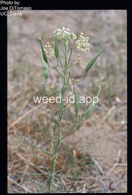milkweed, western whorled