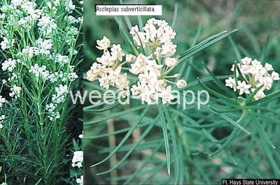 milkweed, western whorled