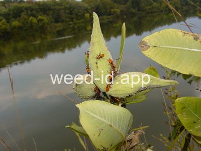 milkweed, common