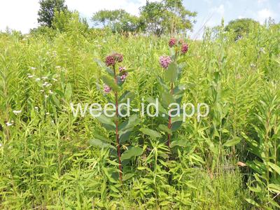 milkweed, common