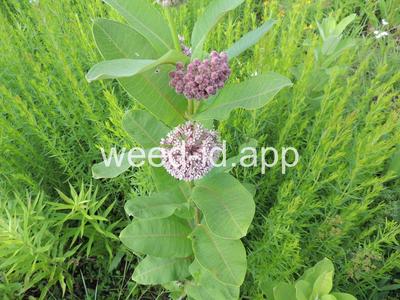 milkweed, common