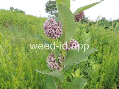 milkweed, common