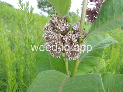 milkweed, common