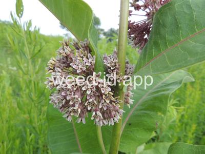 milkweed, common