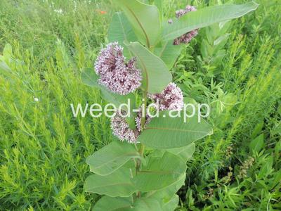 milkweed, common