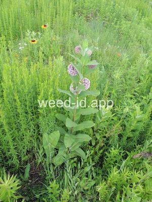 milkweed, common