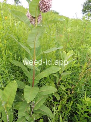 milkweed, common