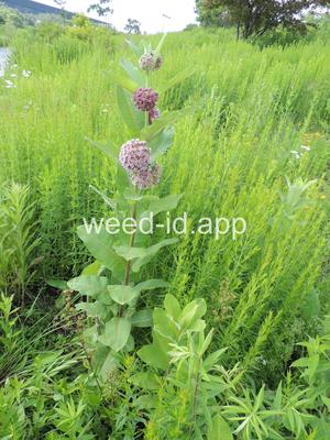 milkweed, common