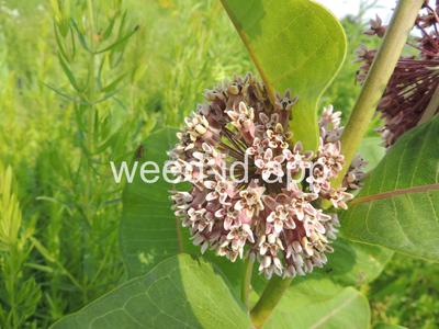 milkweed, common