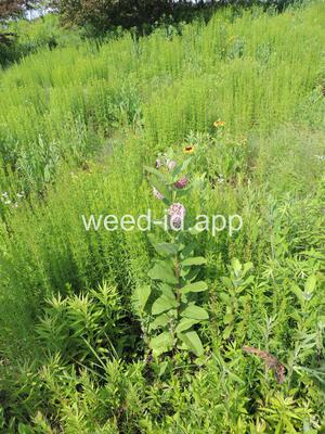 milkweed, common