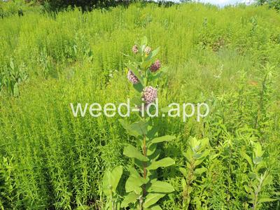milkweed, common