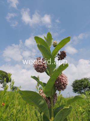milkweed, common
